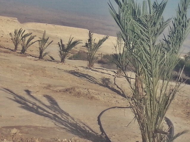New date palms planted in Beit Hogla east of Jericho