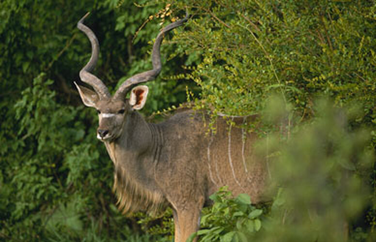 Greater Kudu antelope in the wild, showing the majestic spiral horns that become Yemenite shofarot